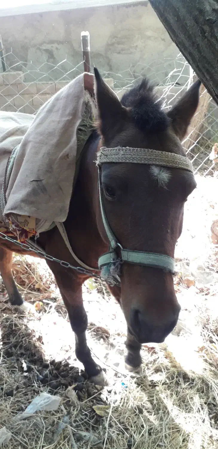 اسب نر در قزوین|اسب و تجهیزات اسب‌سواری|آبیک, |دیوار