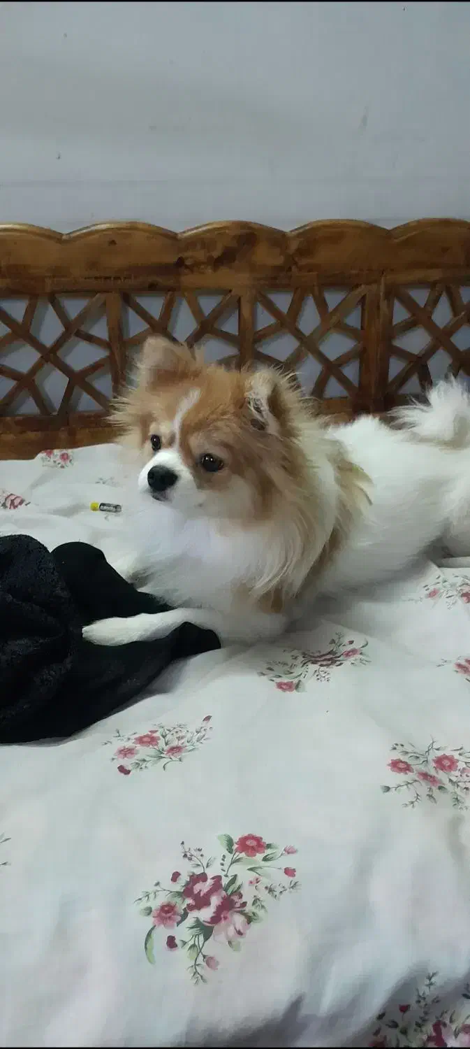 سگ پامر دو رنگ|سگ|شیراز, امام حسین|دیوار