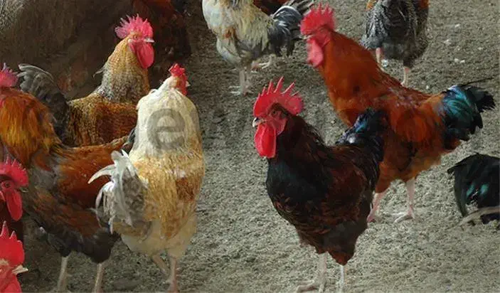 مرغ  خروس ،اردک ،بلدرچین|حیوانات مزرعه|کاشان, مزرعه نو|دیوار