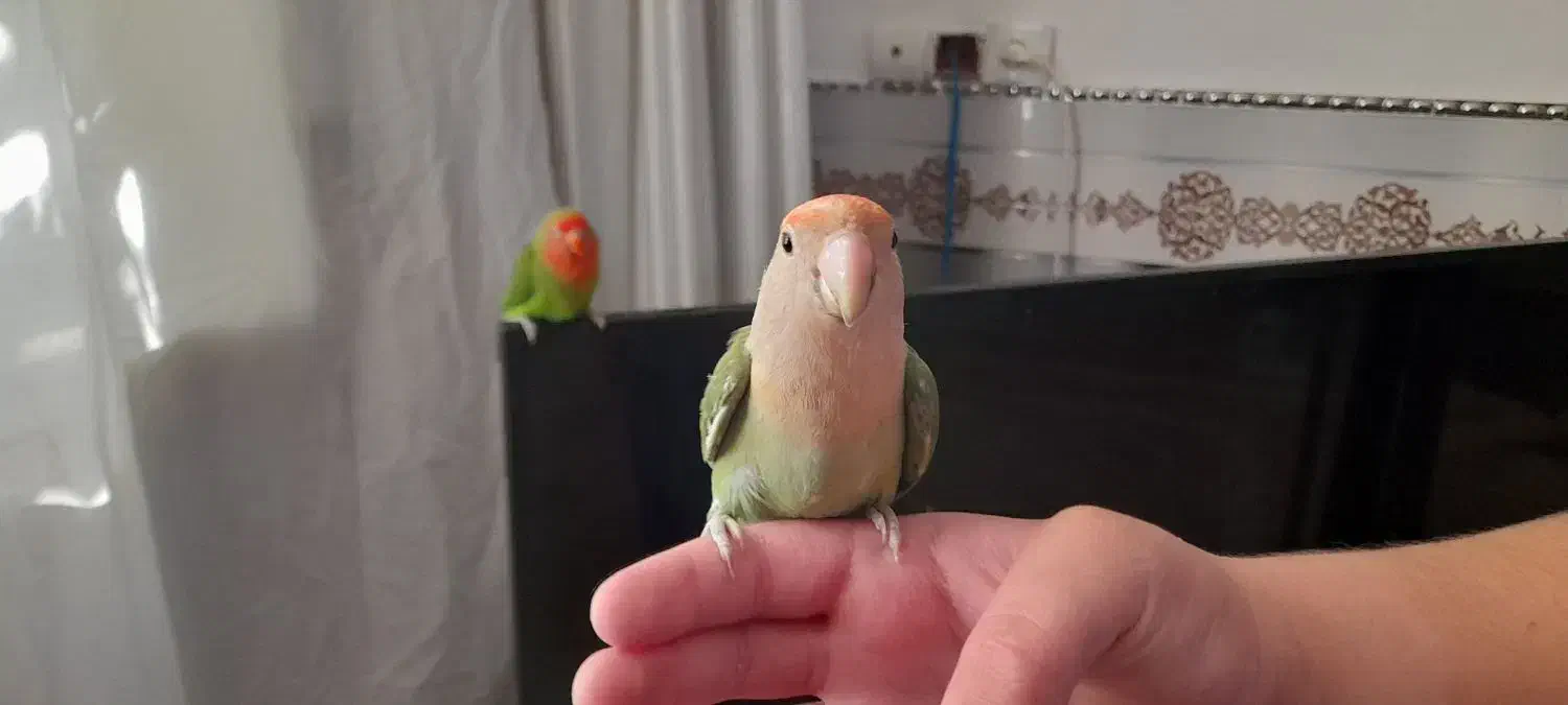 طوطی برزیلی|پرنده|پیشوا, |دیوار