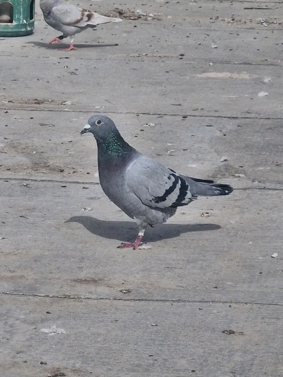 عراق پرینت دار|پرنده|اهواز, امانیه|دیوار