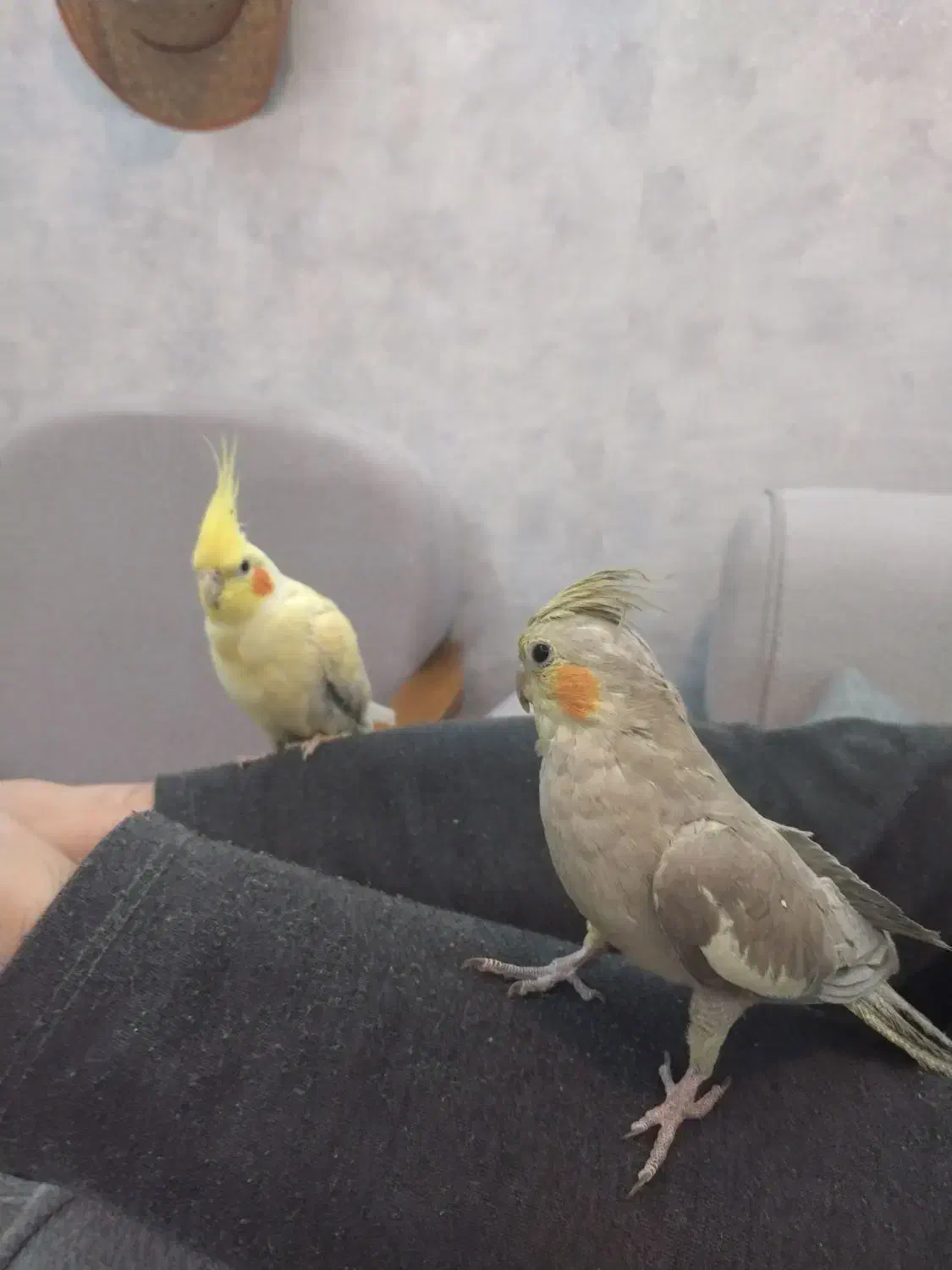 عروس هلندی نر و ماده|پرنده|شهرضا, |دیوار