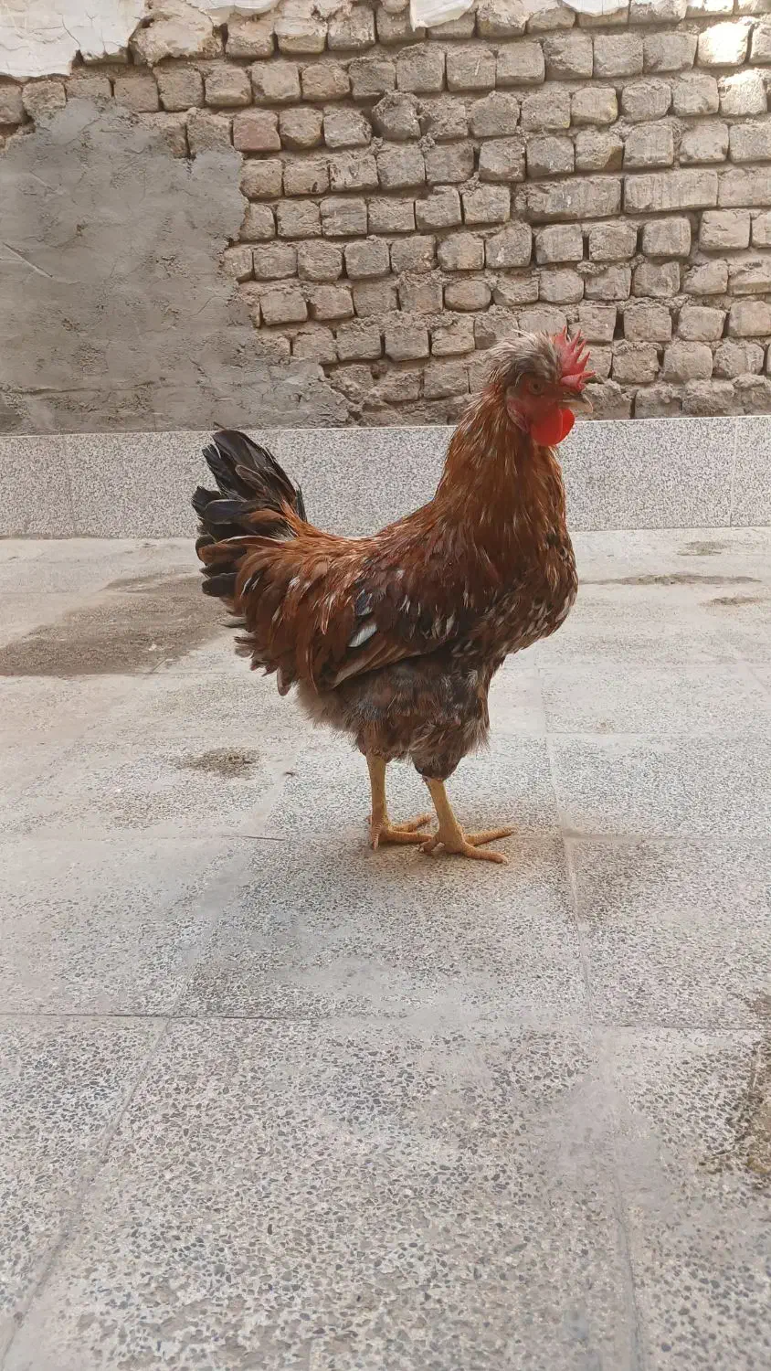 خروس رسمی|حیوانات مزرعه|قم, نیروگاه|دیوار