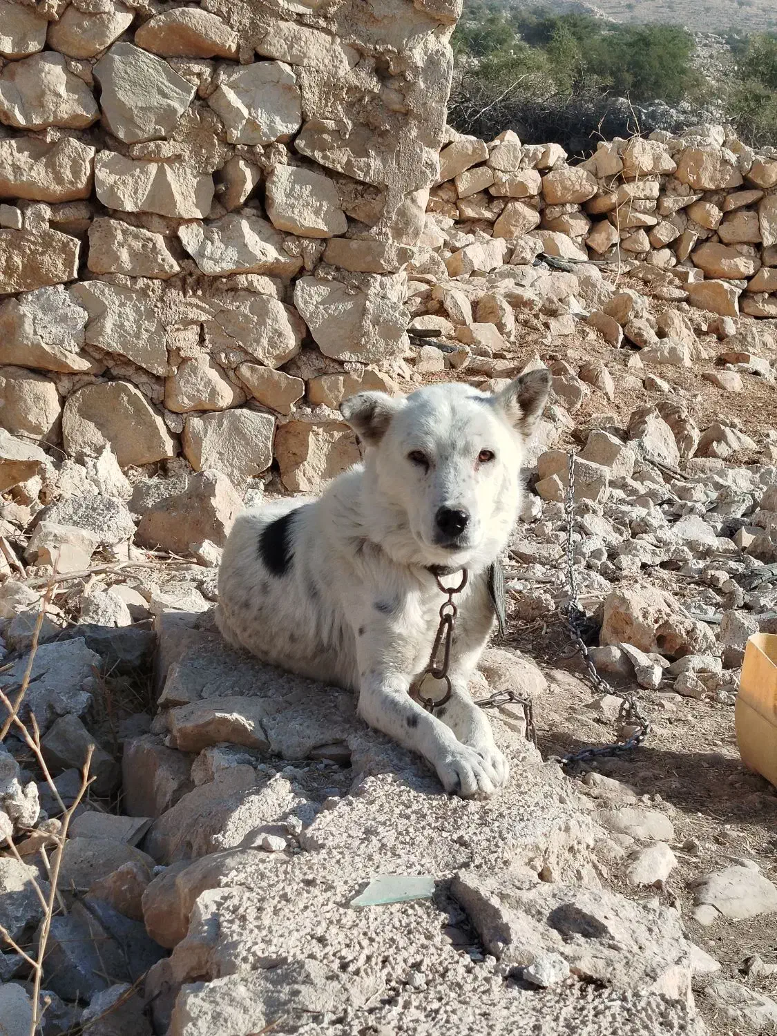 سگ نگهبان عالی برای باغ و حیاط|سگ|جره و بالاده, |دیوار