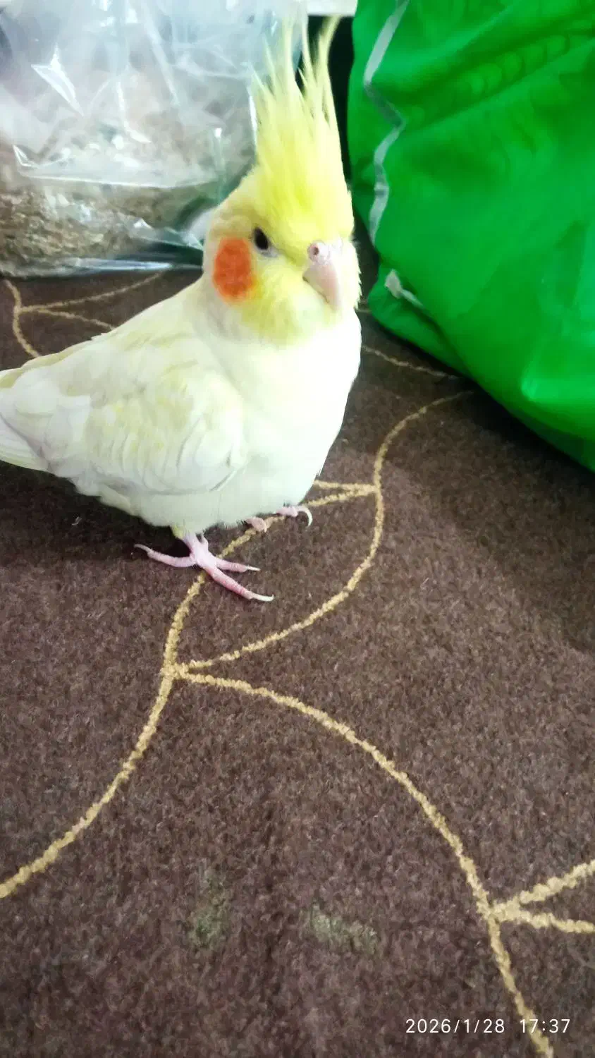 گمشده|حیوانات|رامهرمز, |دیوار