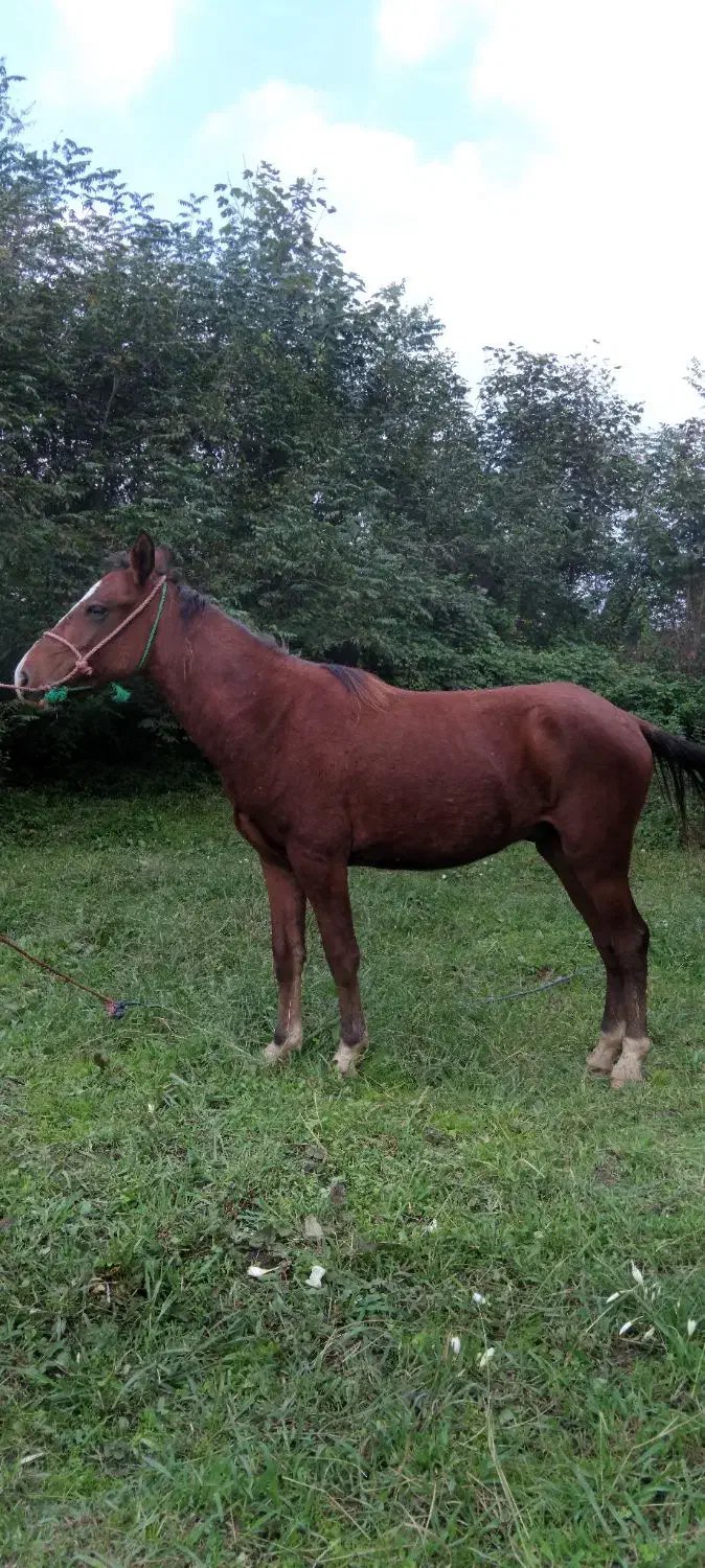 اسب کره 2سال آرام|اسب و تجهیزات اسبسواری|لنگرود, |دیوار