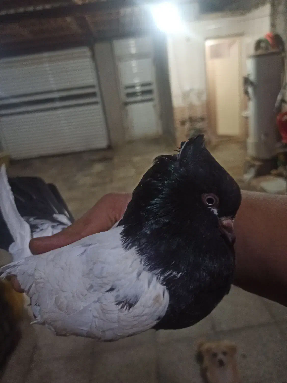 جفت سینه ای|پرنده|چمران, |دیوار