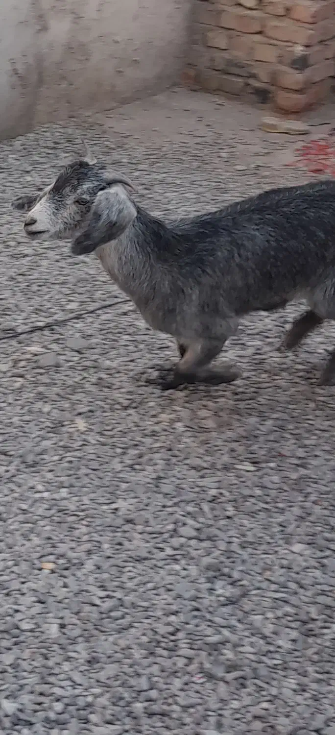 فروشی میرجاوه|حیوانات مزرعه|میرجاوه, |دیوار