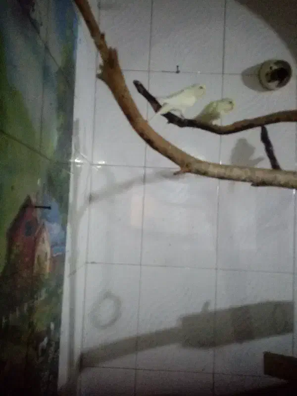 6عدد مرغ عشق|پرنده|شاهرود, |دیوار