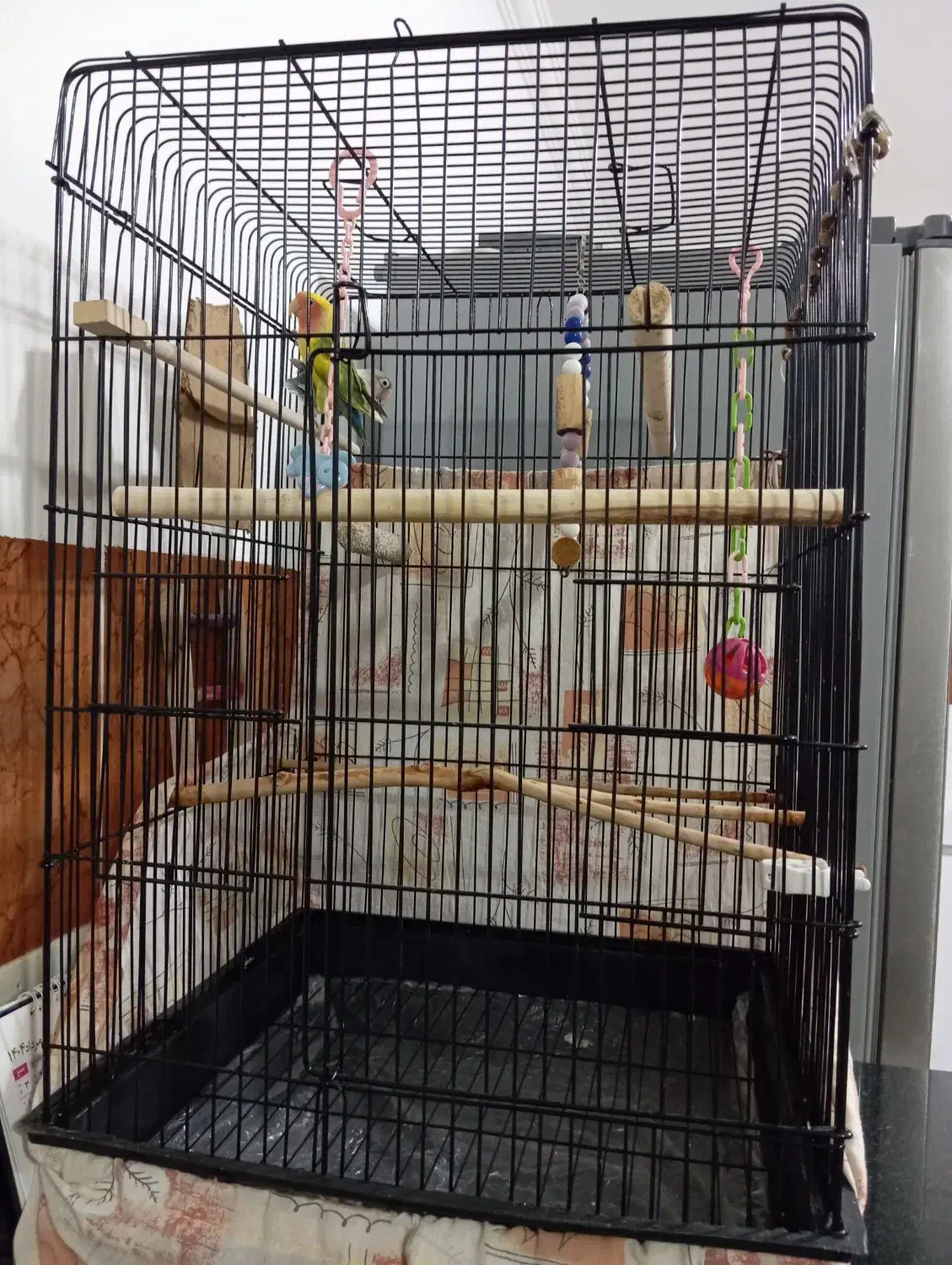 طوطی برزیلی|پرنده|سقز, |دیوار