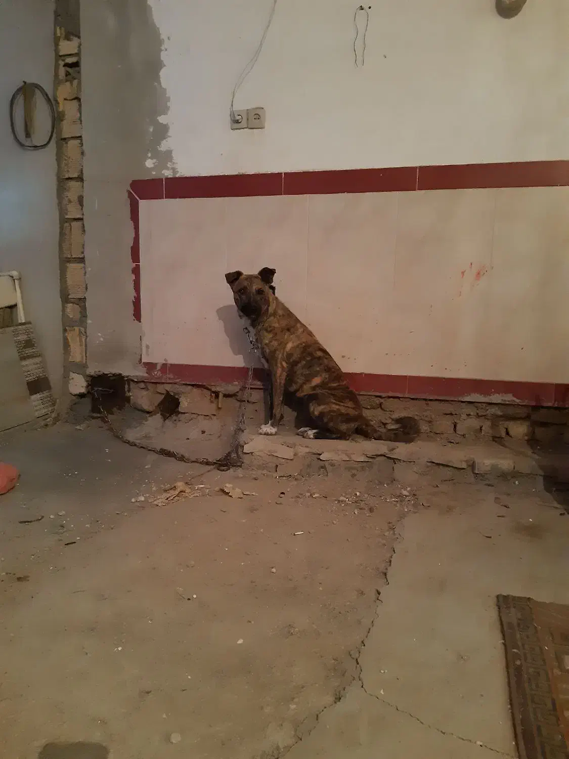 سگ افغان|سگ|کرمانشاه, |دیوار