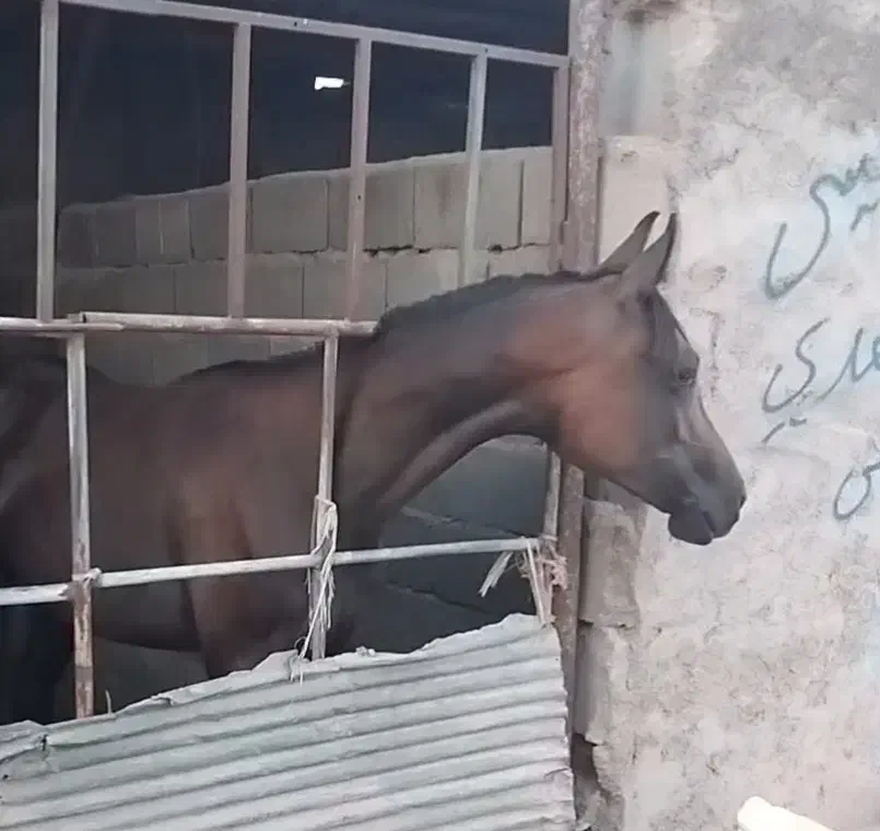 کره مادیون عرب۱۹ماه فروشی|اسب و تجهیزات اسب‌سواری|پاکدشت, خاتون آباد|دیوار