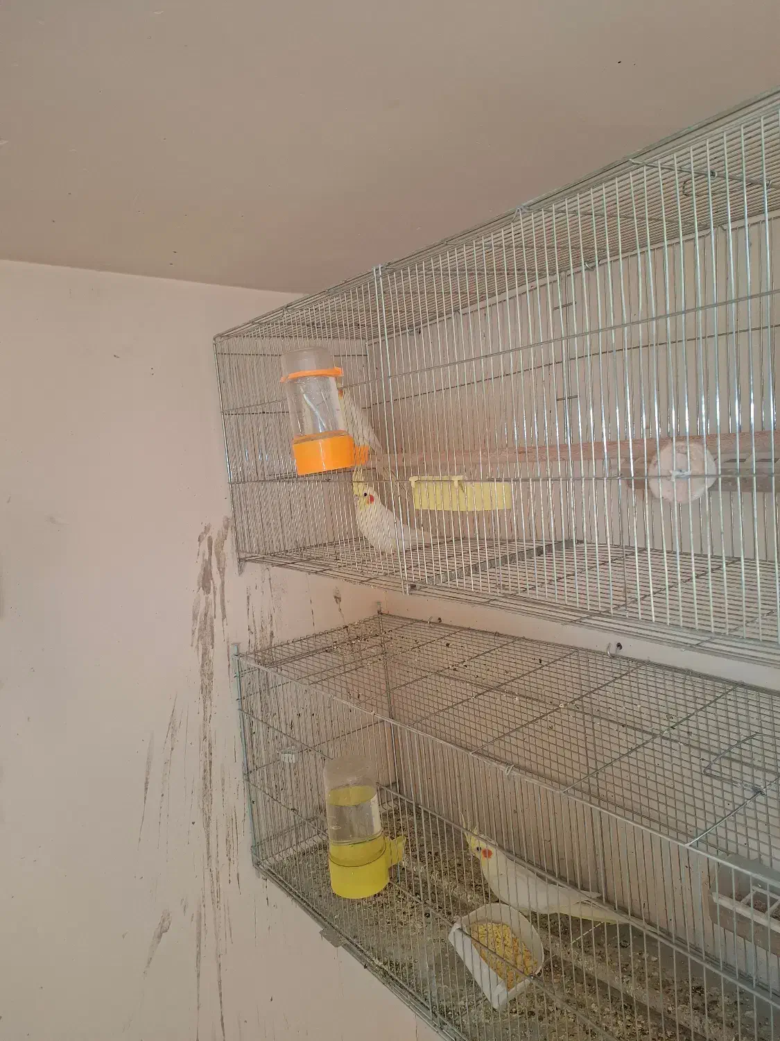 جفت عروس هلندی لوتینو|پرنده|اصفهان, نصرآباد|دیوار