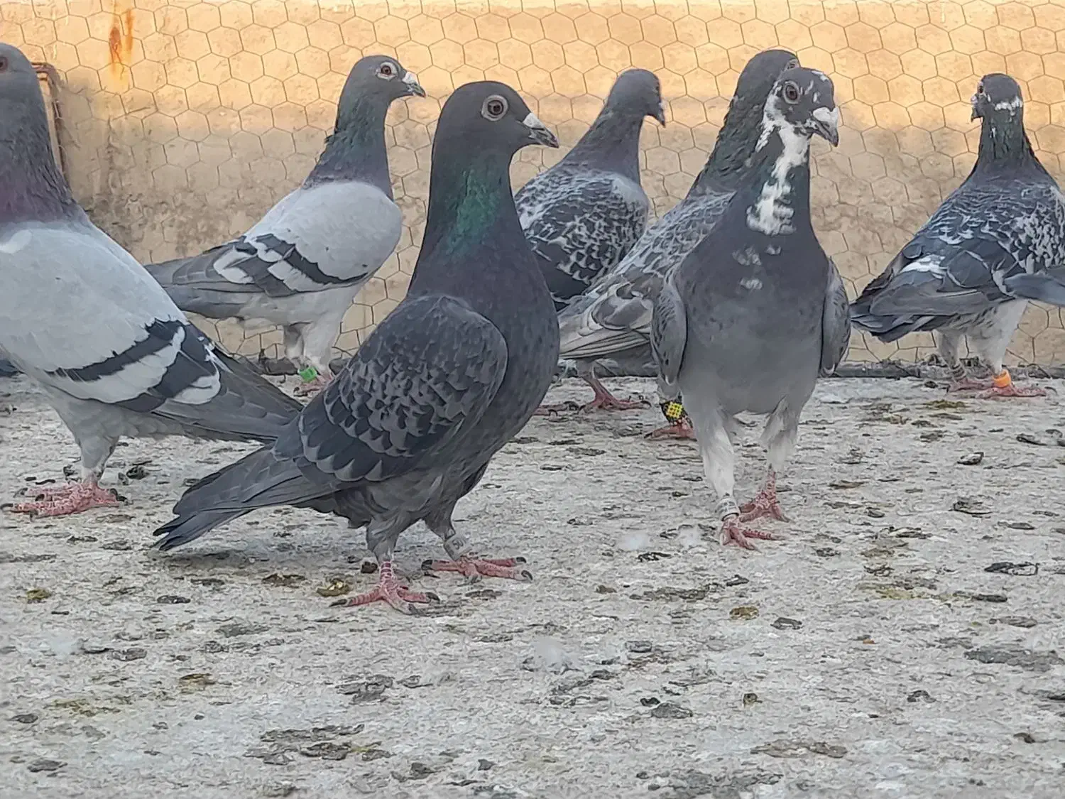 کبوتر پلاکی مسافتی وآلمانی وکارل میولمنز|پرنده|تفت, |دیوار