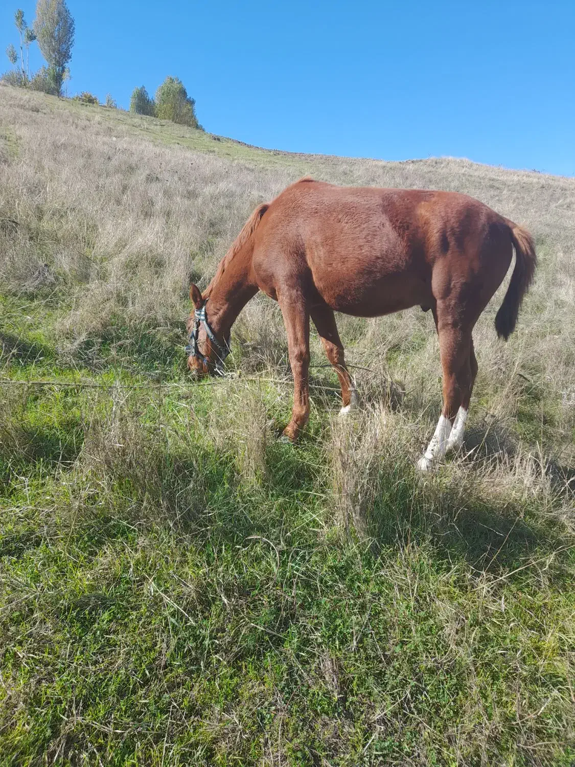 فروش اسب|حیوانات مزرعه|آبش احمد, |دیوار