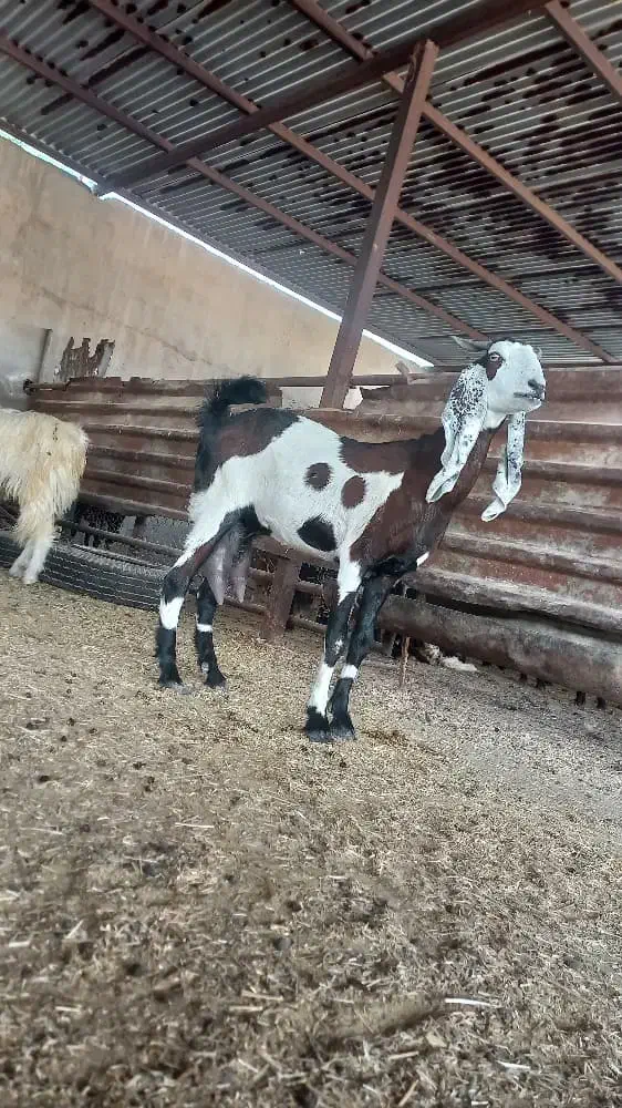 بندرماهشهر|حیوانات مزرعه|بندر ماهشهر, |دیوار