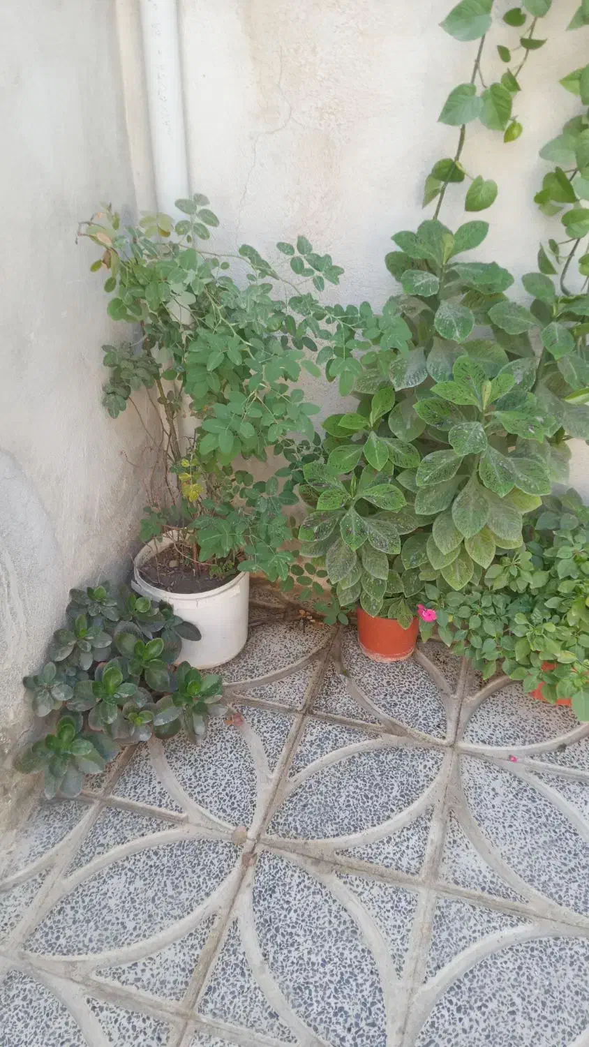 گل طبیعی|گل و گیاه طبیعی|کرمانشاه, |دیوار