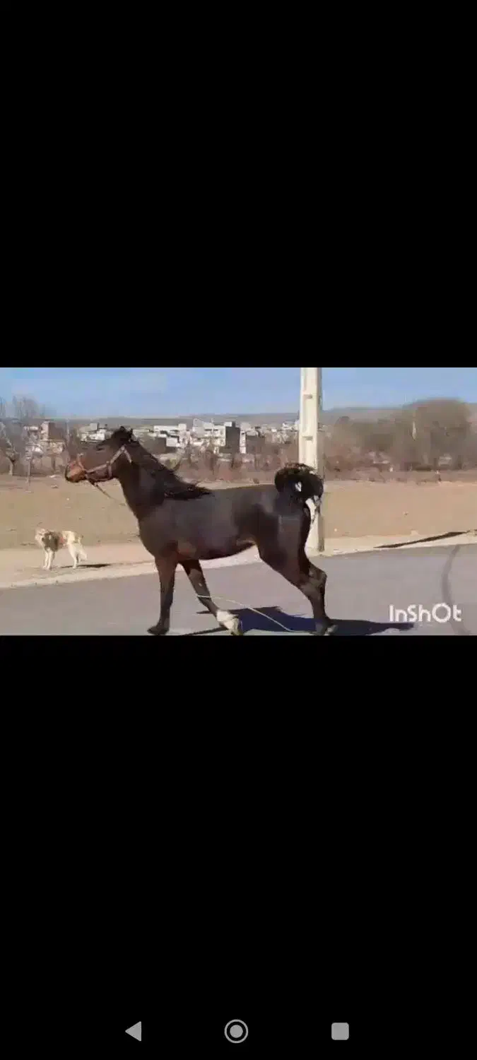 اسب سواری دار|اسب و تجهیزات اسب‌سواری|بروجرد, |دیوار