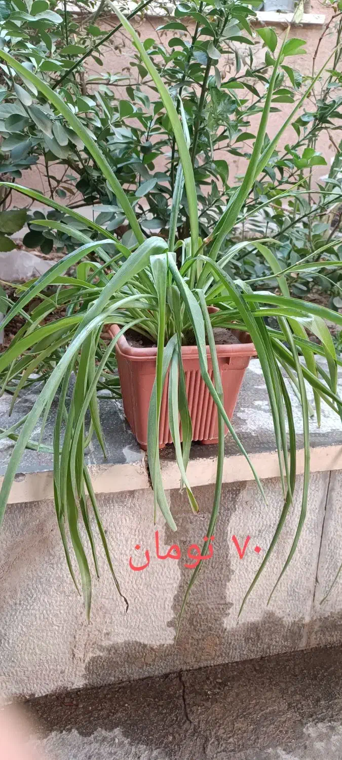 کادوی روز مادر|گل و گیاه طبیعی|شاهینشهر, شهرک ردانی پور|دیوار