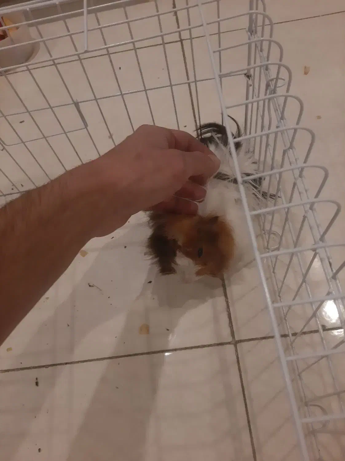 همستر و خوکچه هندی جفتشون با قفس لوازم|موش و خرگوش|کرج, شهرک بنفشه|دیوار