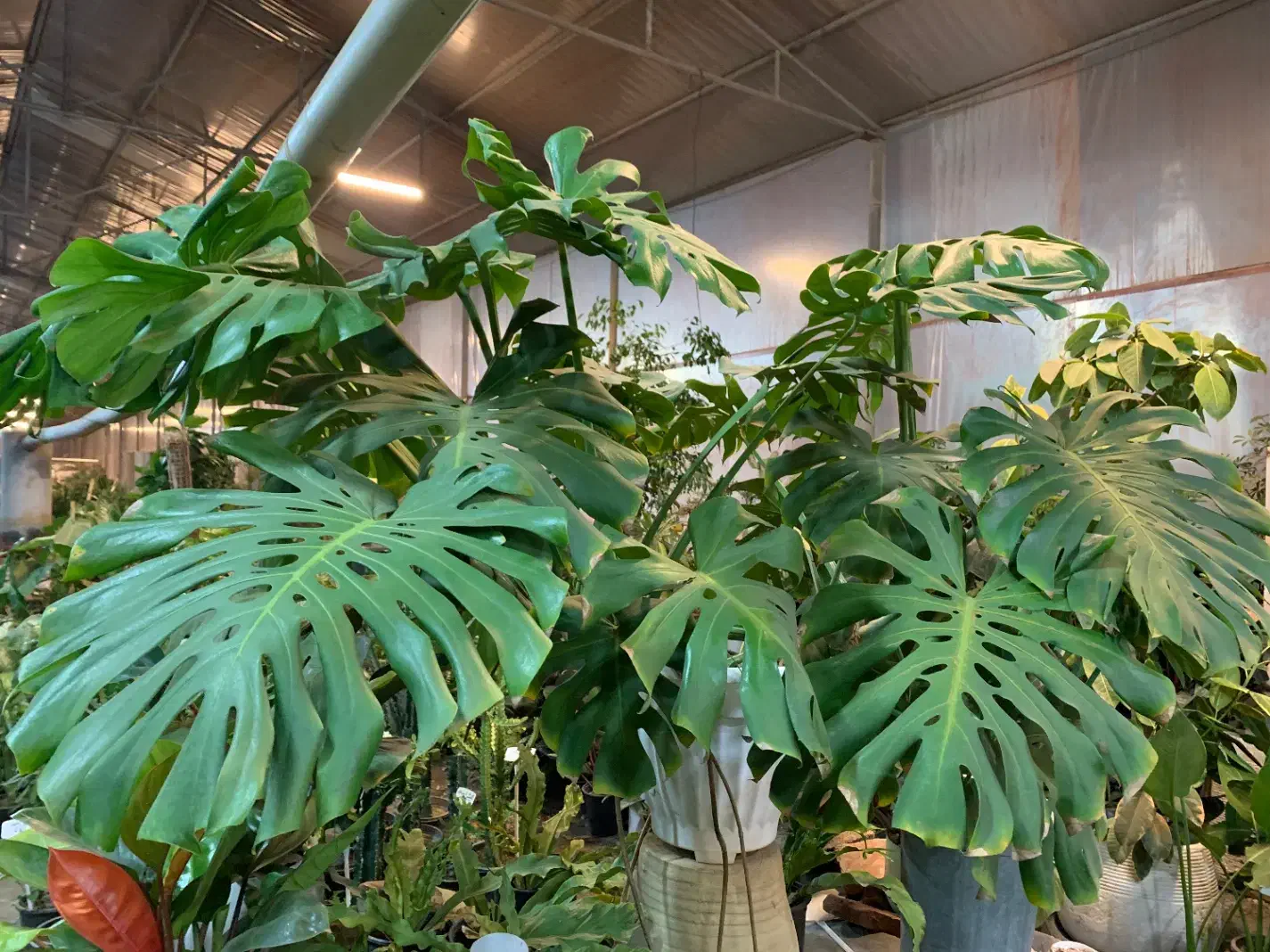 گل و گیاه آپارتمانی|گل و گیاه طبیعی|پاکدشت, پاکدشت (مامازند)|دیوار