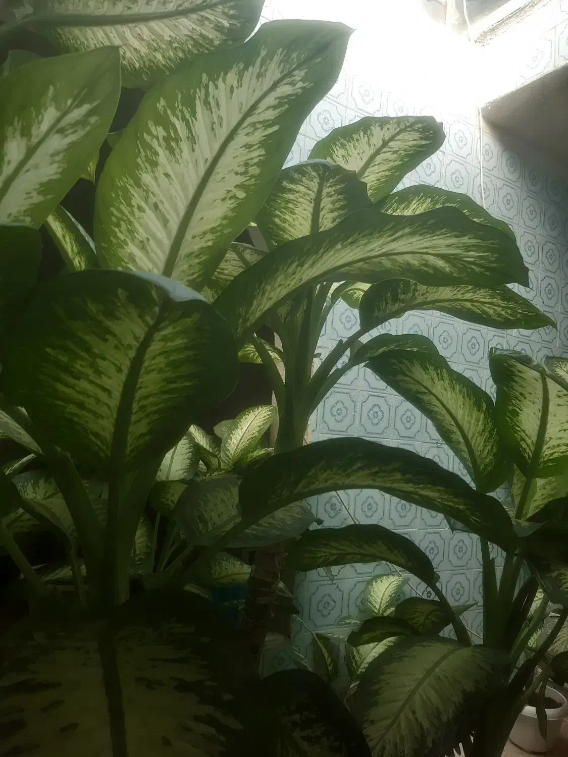 گل وگلدون|گل و گیاه طبیعی|محمدیه-قزوین, |دیوار