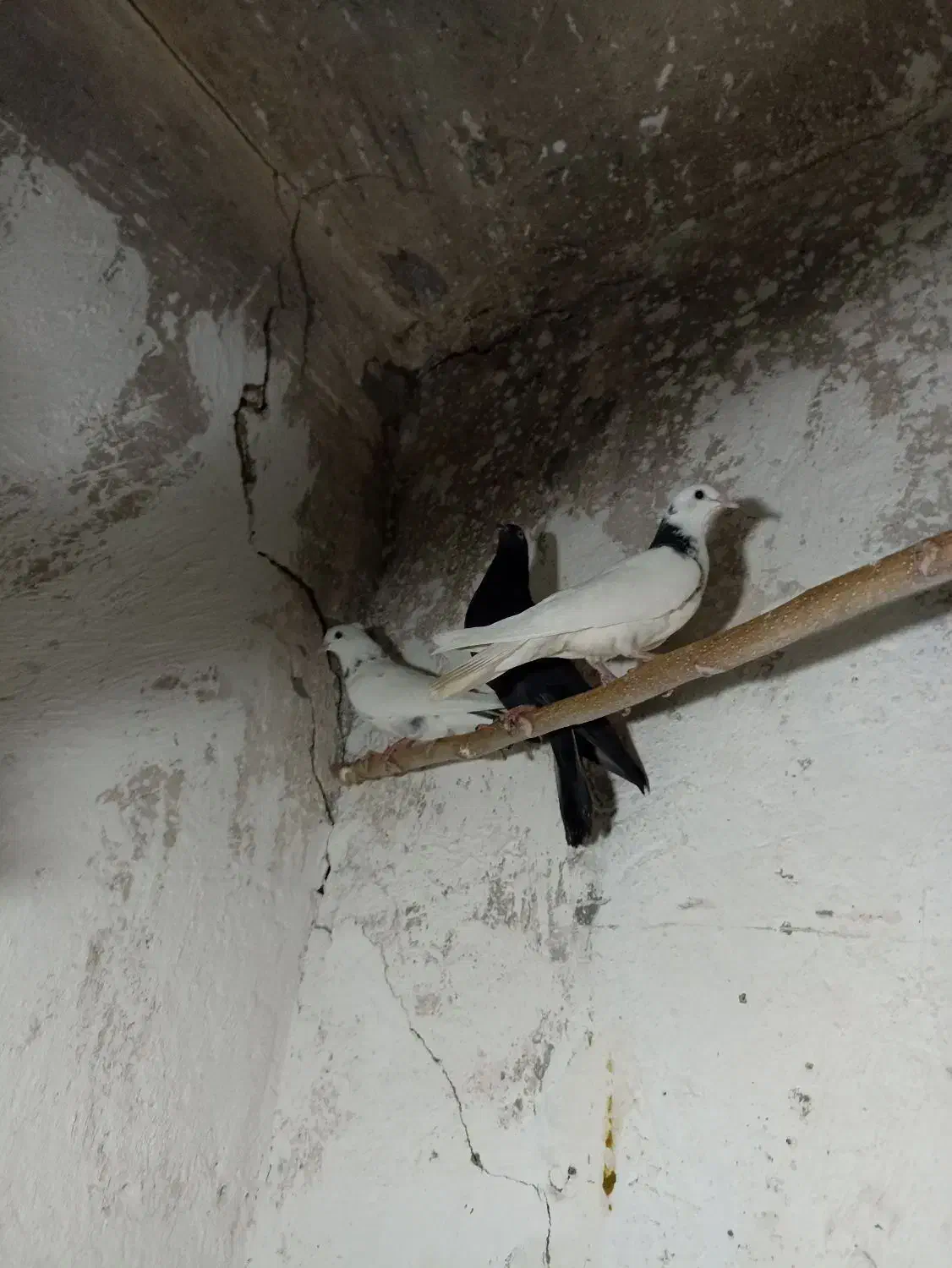 16عدد کبوتر خوب پرشی|پرنده|چهاردانگه (تهران), |دیوار