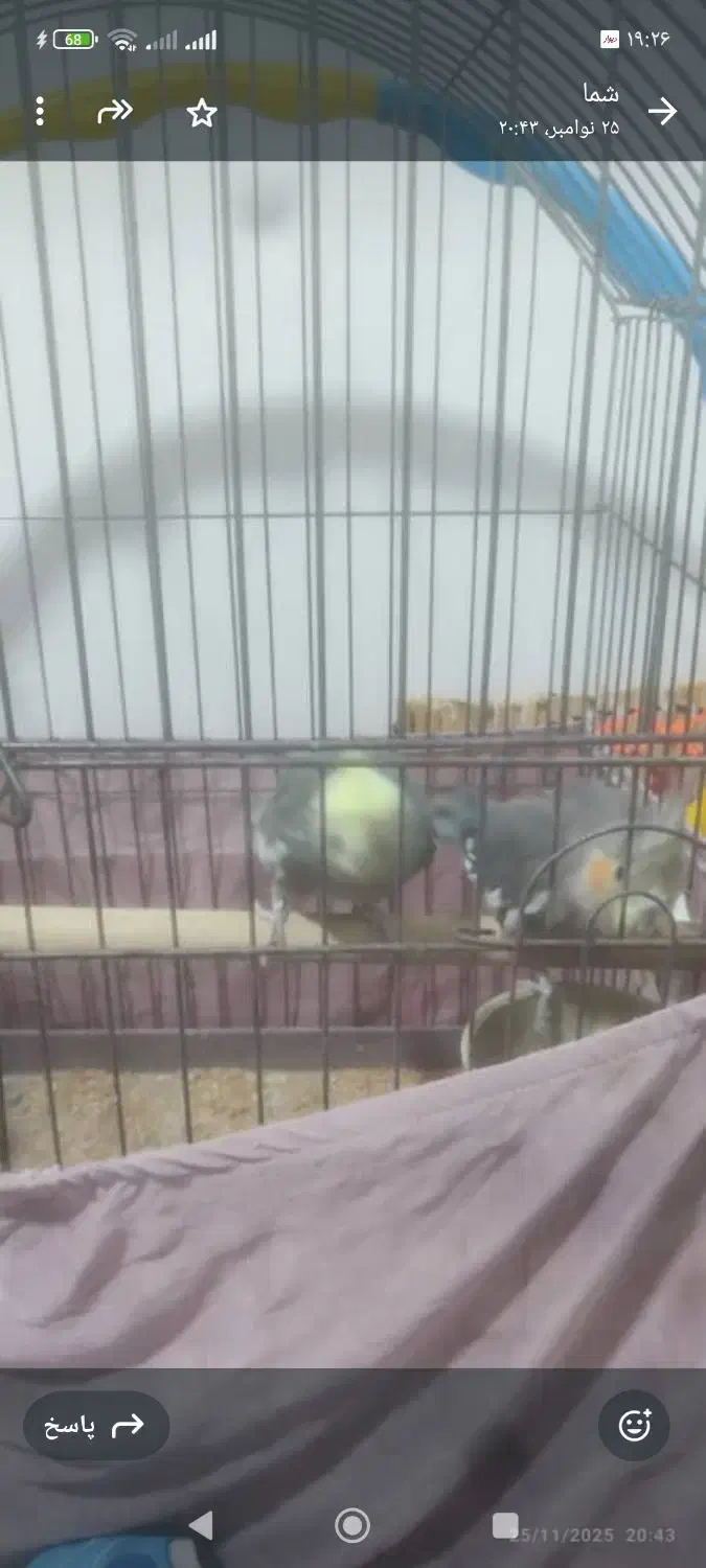 عروس هلندی|پرنده|هندمینی, |دیوار