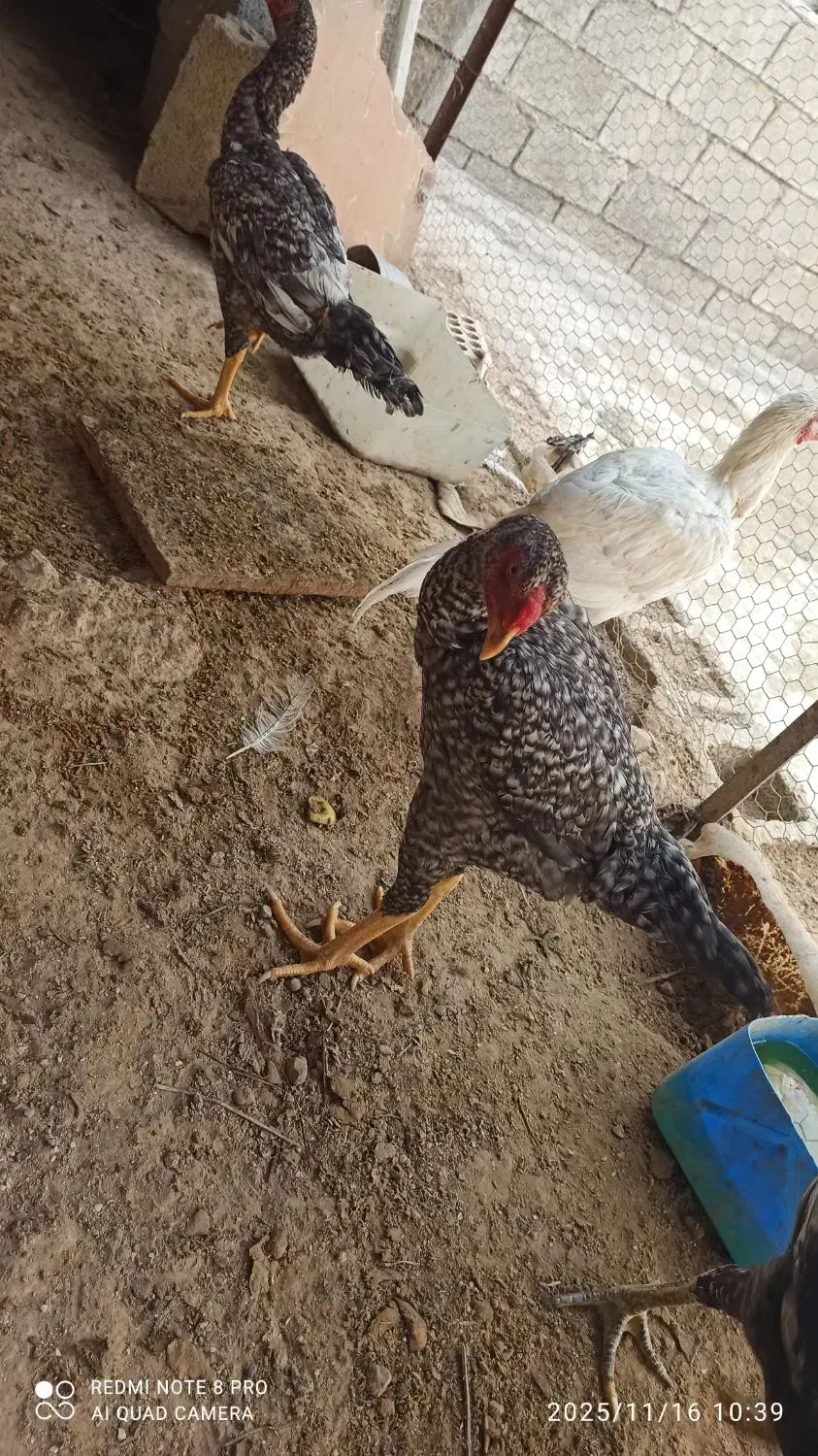 فروش خروس لاری|حیوانات مزرعه|برازجان, |دیوار