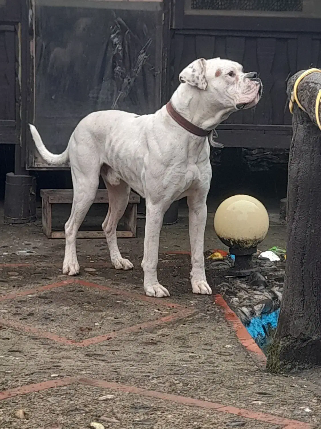 سگ باکسر|سگ|رشت, حومه رشت|دیوار