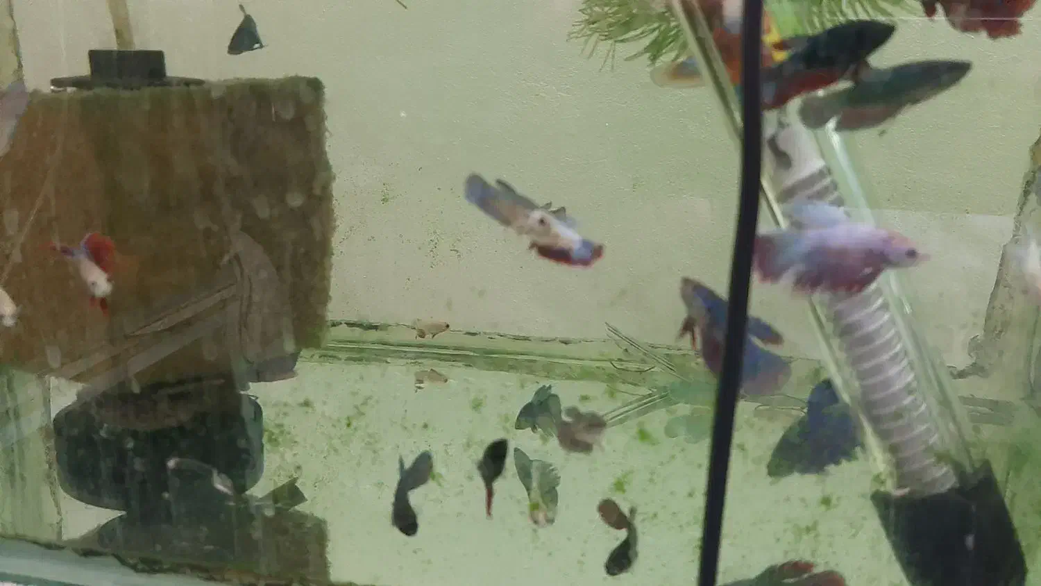 ماهی فایتر|ماهی|شاهینشهر, گرگاب|دیوار