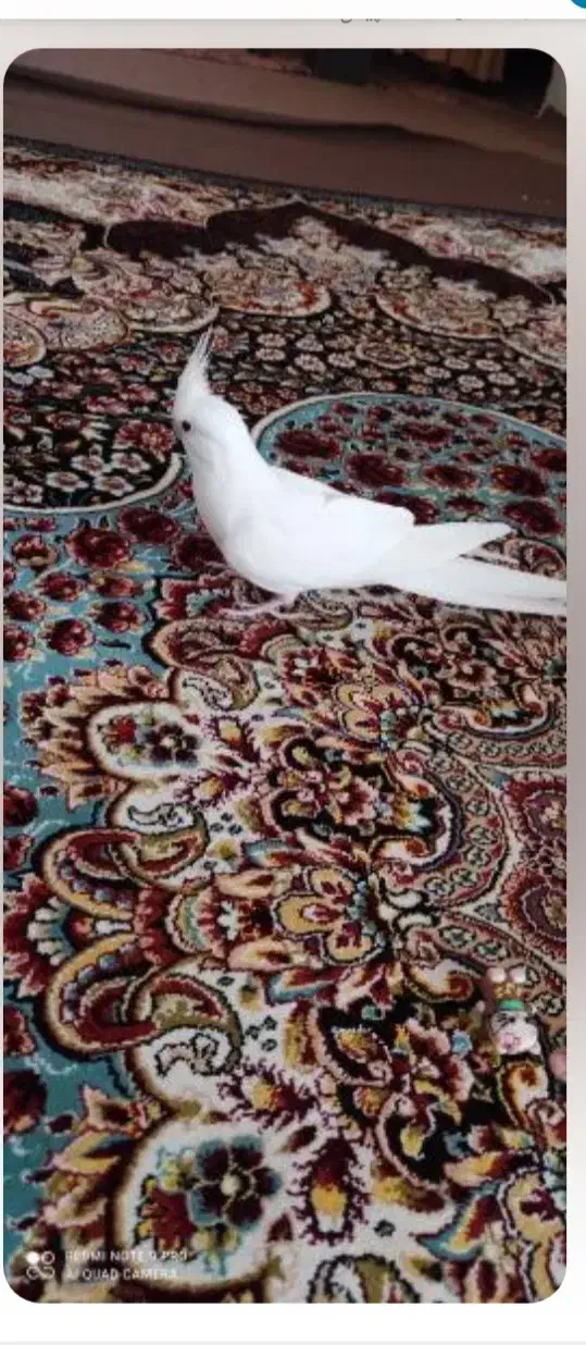 عروس هلندی|پرنده|خرمدره, |دیوار