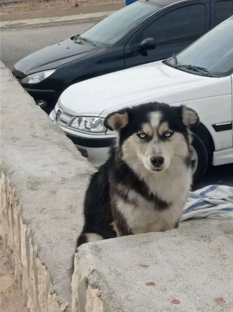 سگ هاسکی گمشده|سگ|صدرا-فارس, فاز ۲|دیوار
