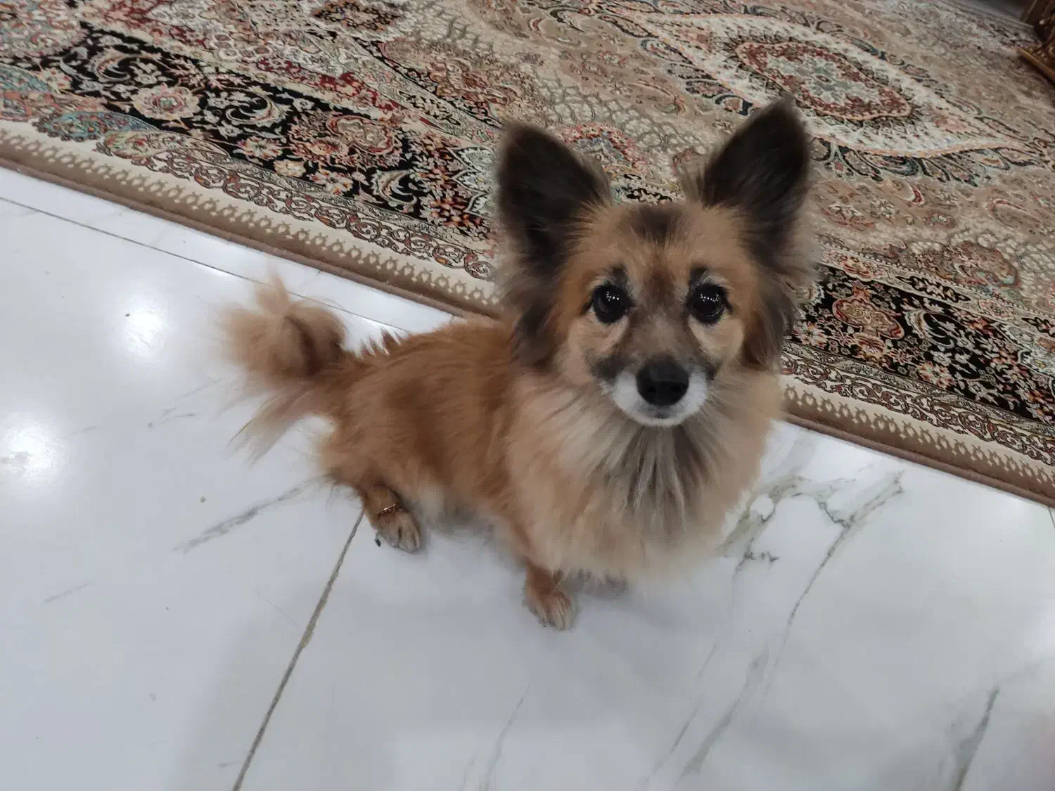 سگ خانگی|سگ|هشتگرد, فاز ۷ مهستان|دیوار