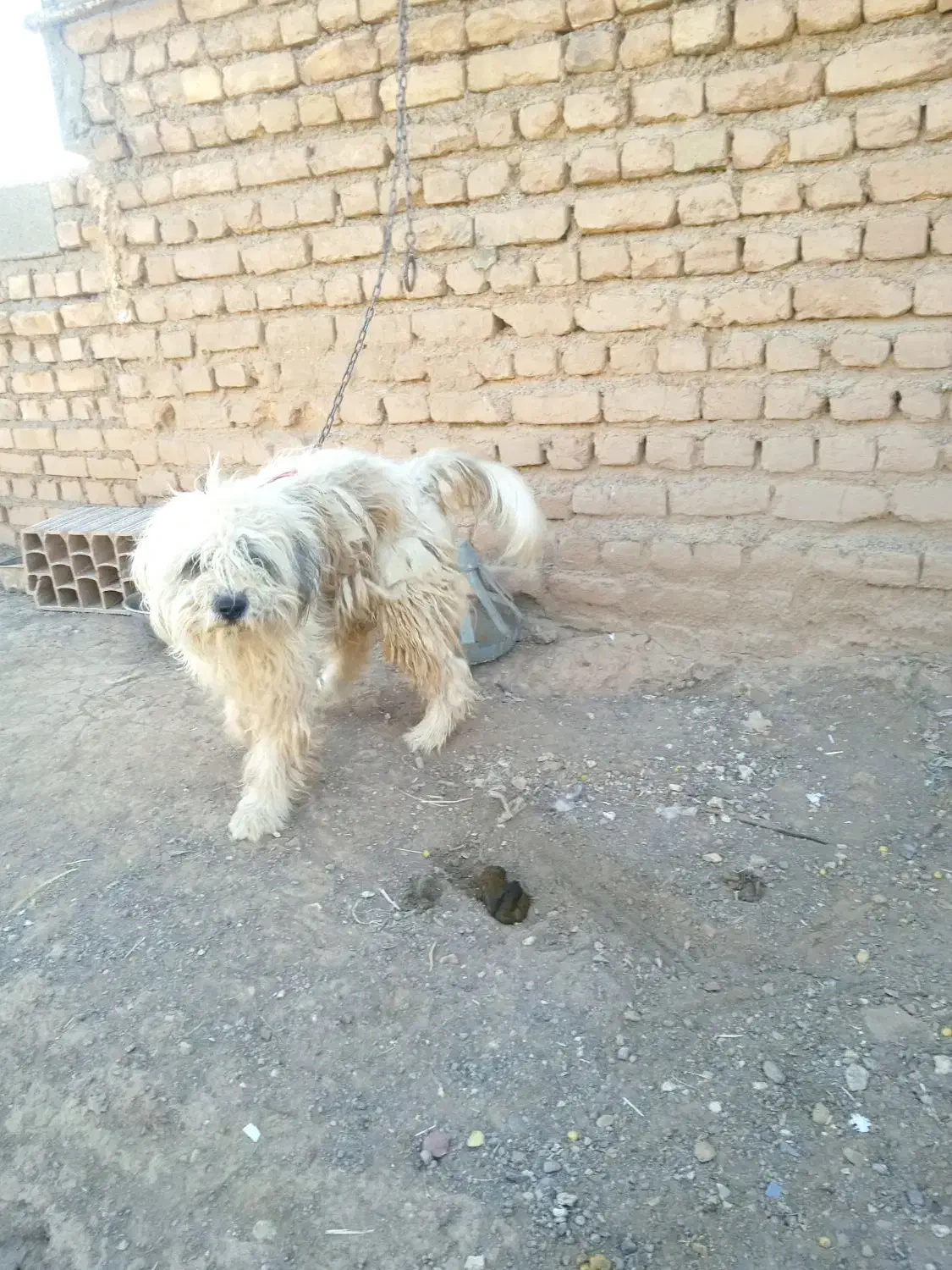 پاپی پشمالو|سگ|تربت جام, معدآباد|دیوار