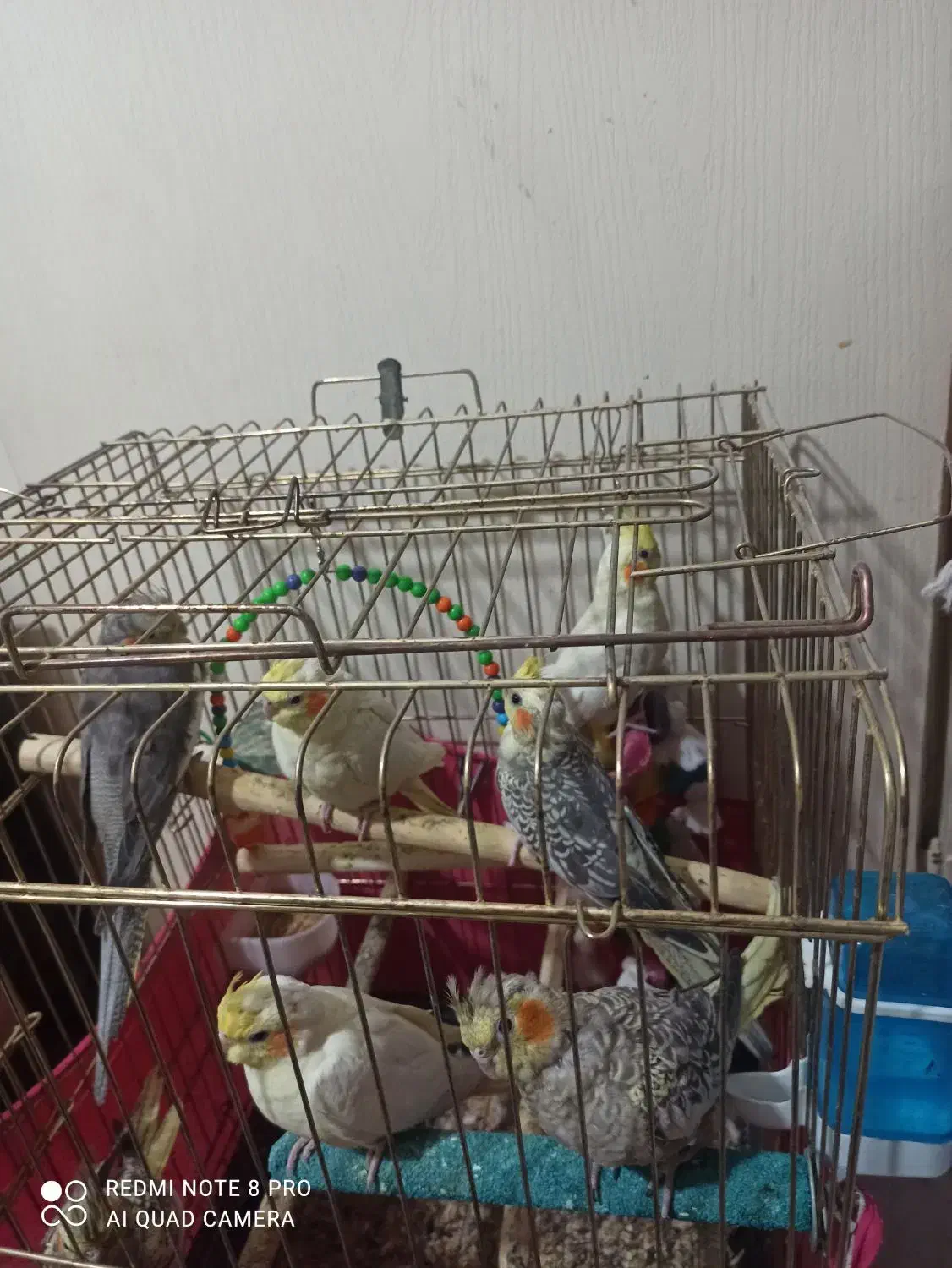 عروس هلندی|پرنده|پاکدشت, پاکدشت (مامازند)|دیوار