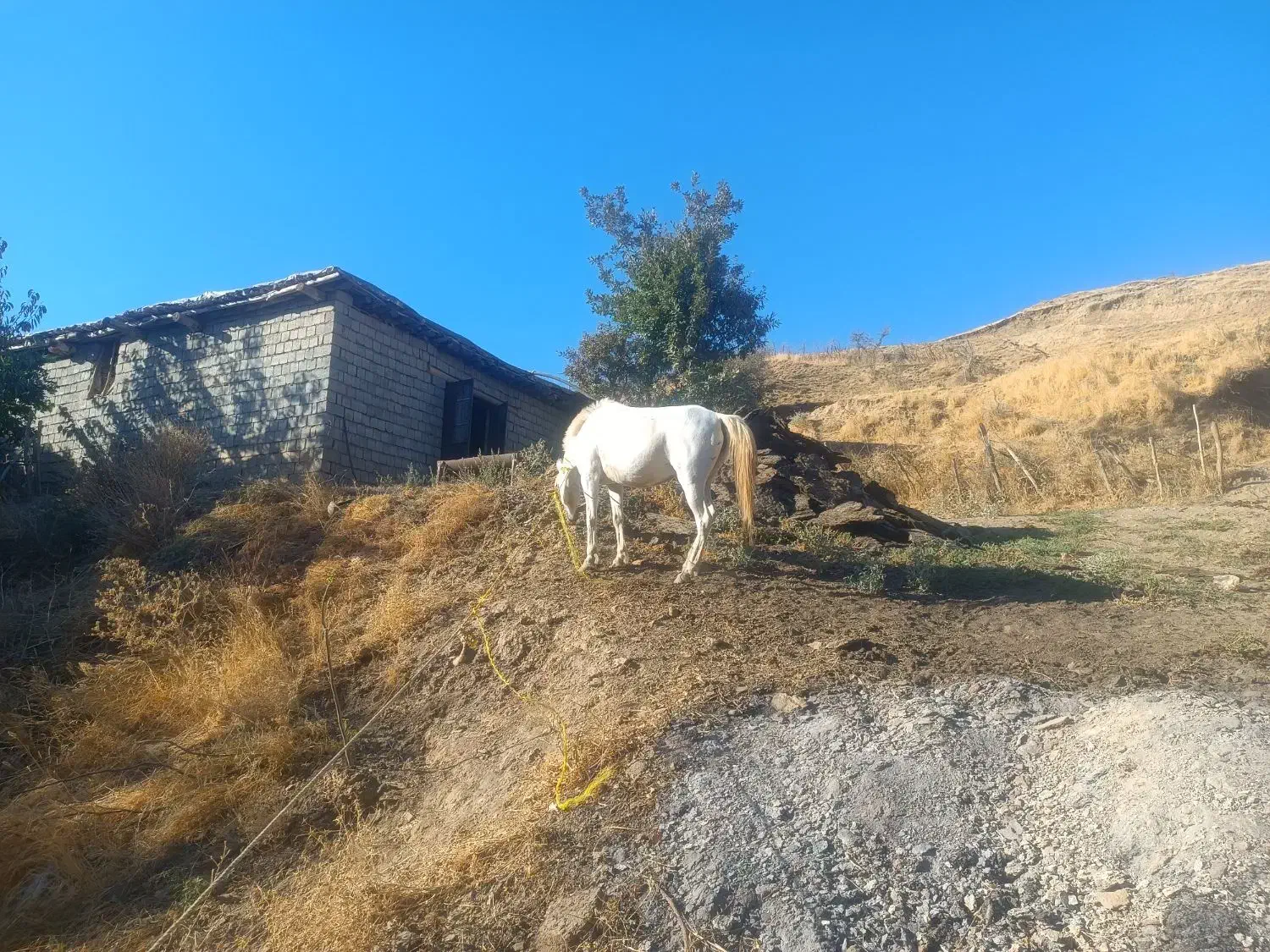 فروش اسب و مادیان|اسب و تجهیزات اسب‌سواری|وزینه, |دیوار