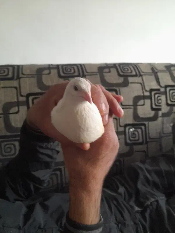 بلدرچین|حیوانات مزرعه|تربتحیدریه, شهرک ولیعصر|دیوار