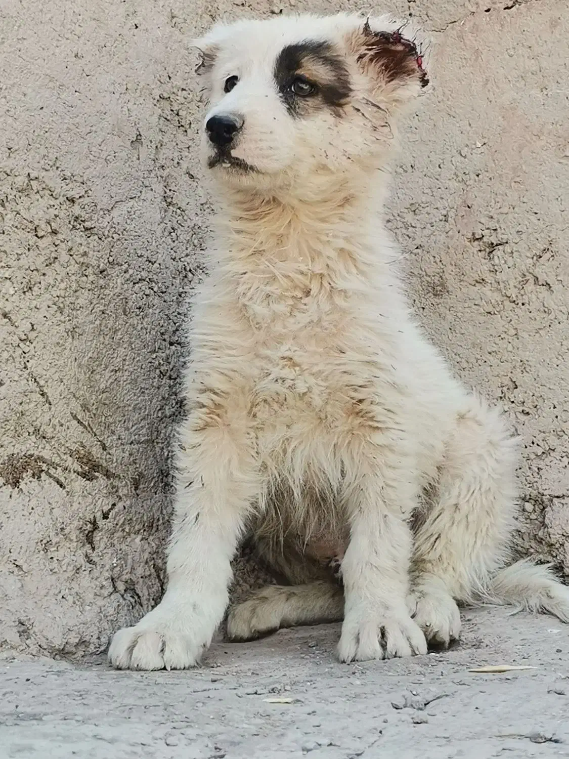 توله سگ افغان اصل|سگ|کرمان, |دیوار