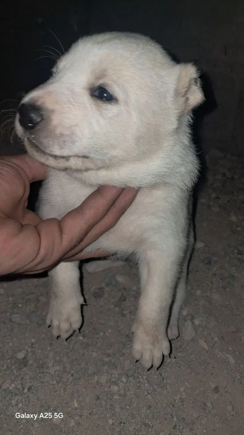 واگذاری رایگان توله ماده دورگه سرابی|سگ|سیرجان, |دیوار