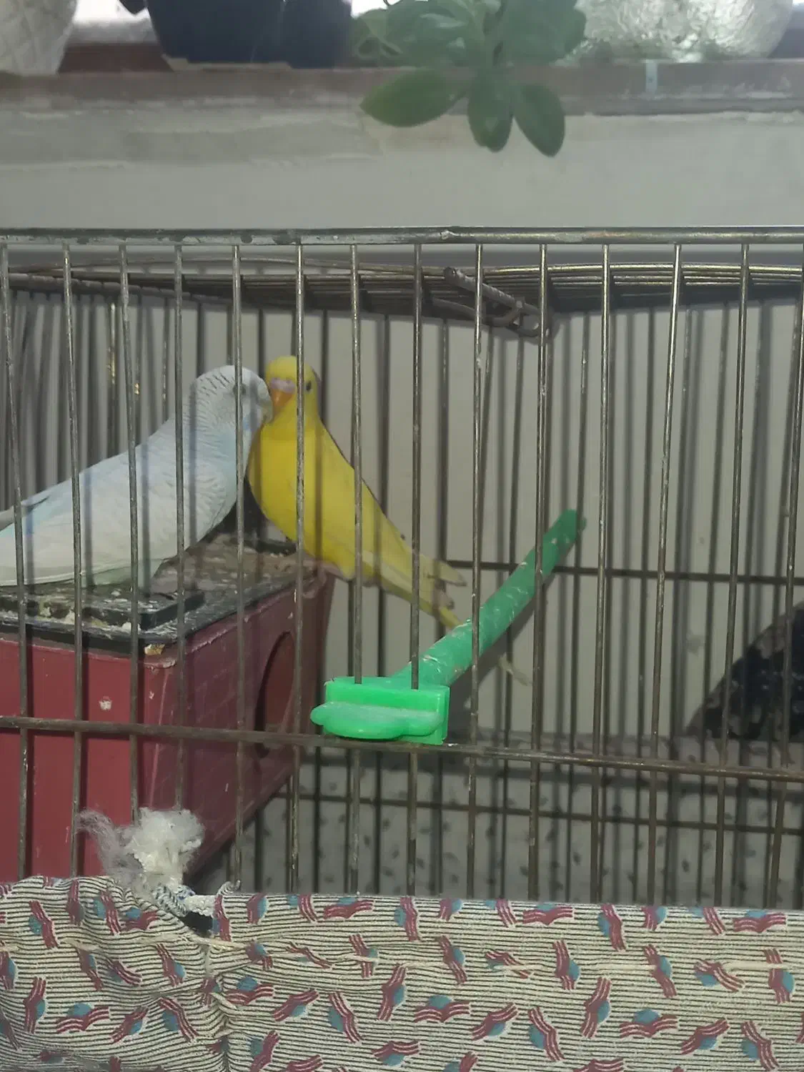 مرغ عشق|پرنده|مشهد, شهید آوینی|دیوار