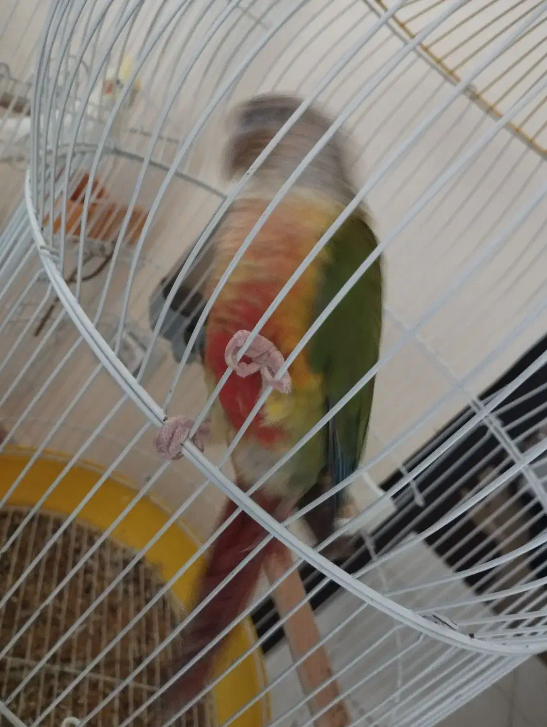 گرینچیک|پرنده|فولادشهر, مسکن مهر فولادشهر|دیوار