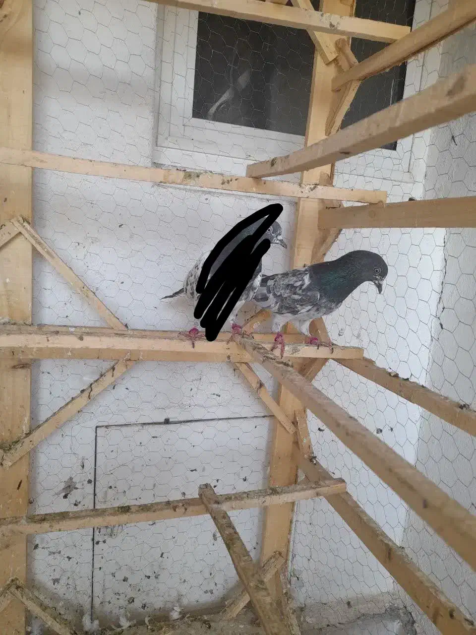 ماده پاکستانی بشرط|پرنده|قم, پردیسان|دیوار