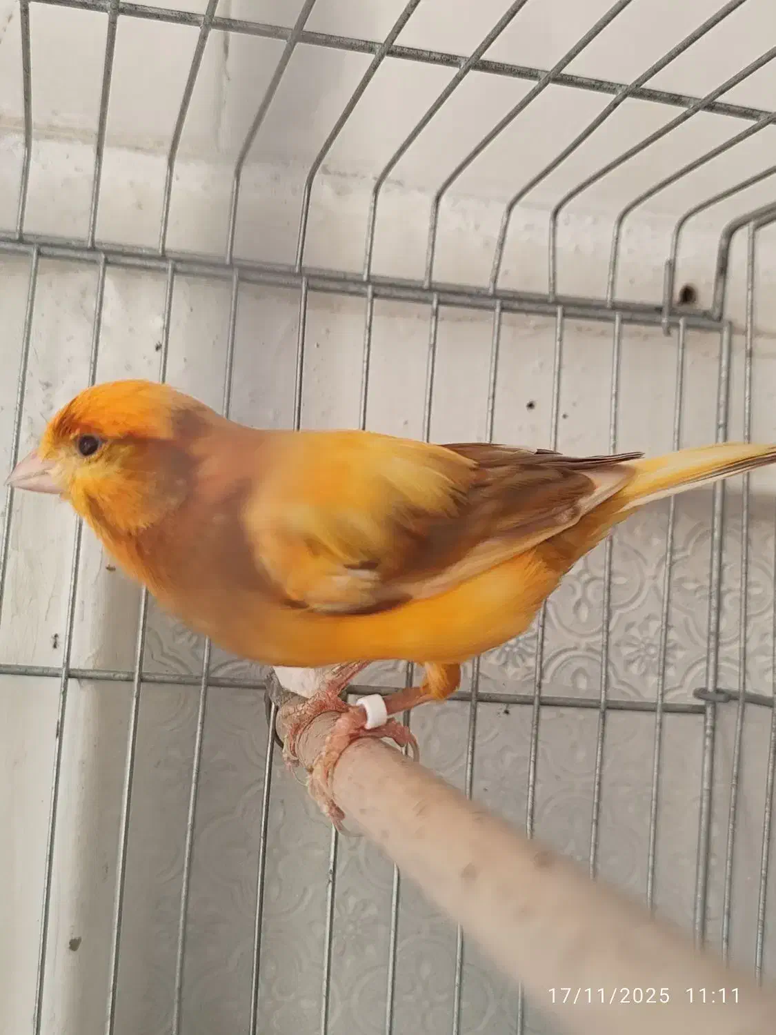 قناری حلقه به پا|پرنده|خورموج, |دیوار