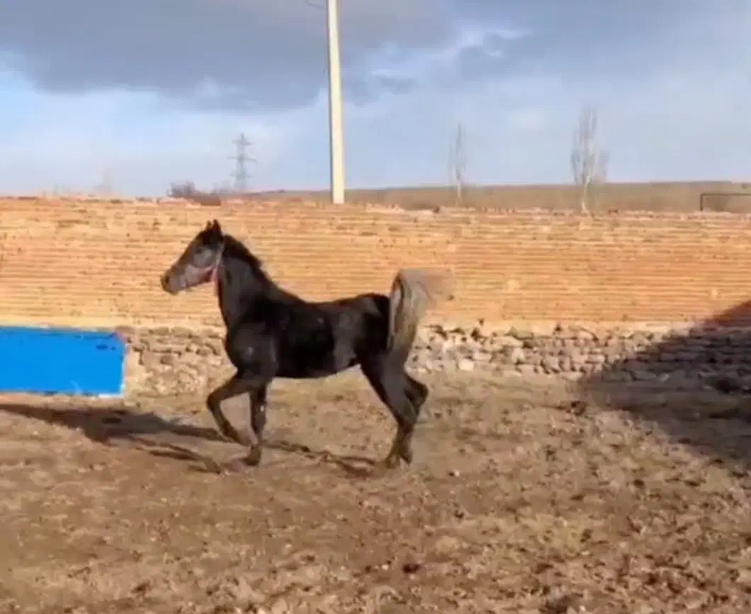 اسب|اسب و تجهیزات اسب‌سواری|آذرشهر, |دیوار