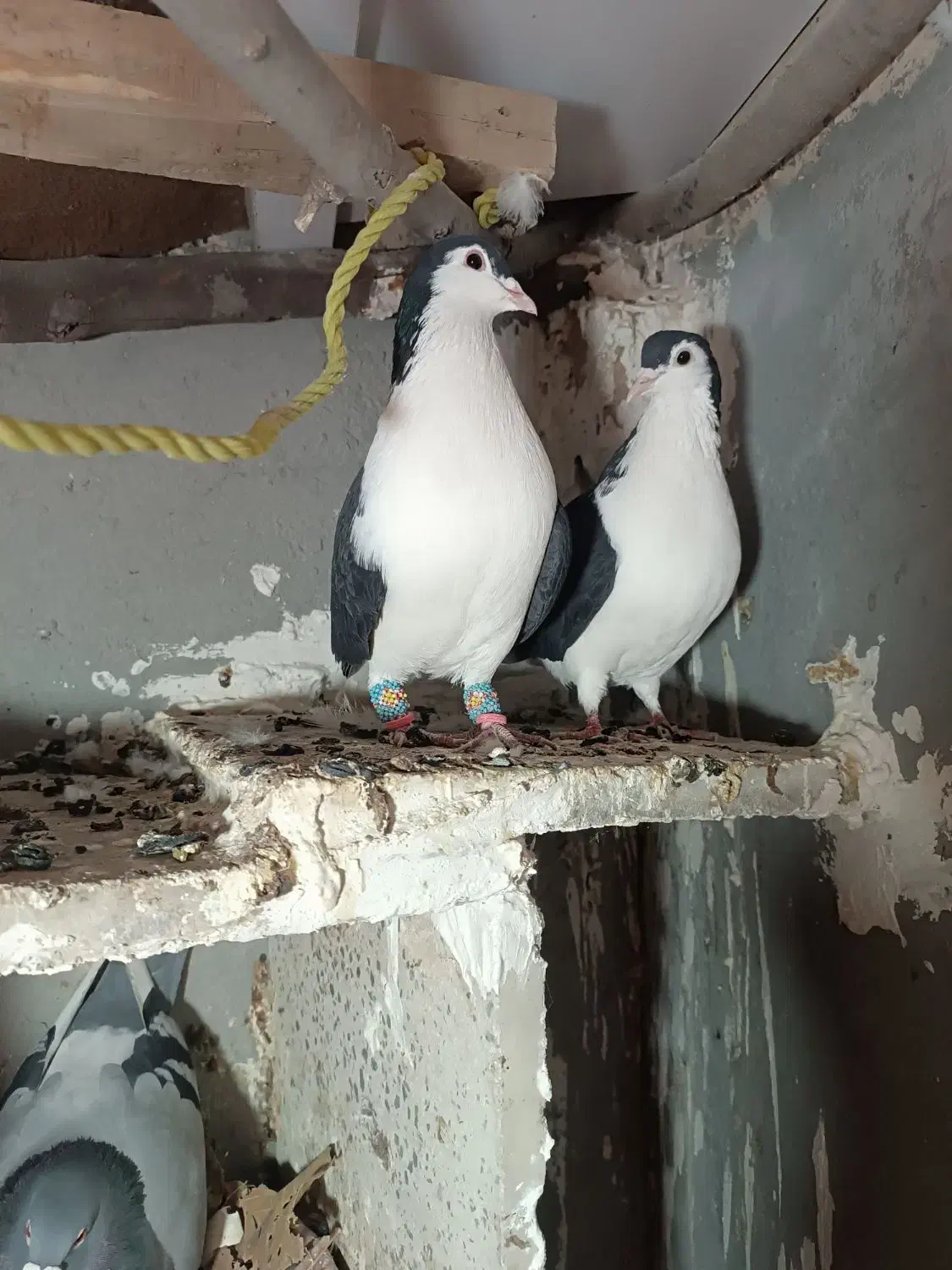 ساده|پرنده|آشخانه, |دیوار