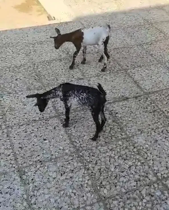 کهره شیرخوار|حیوانات مزرعه|بندرعباس, |دیوار