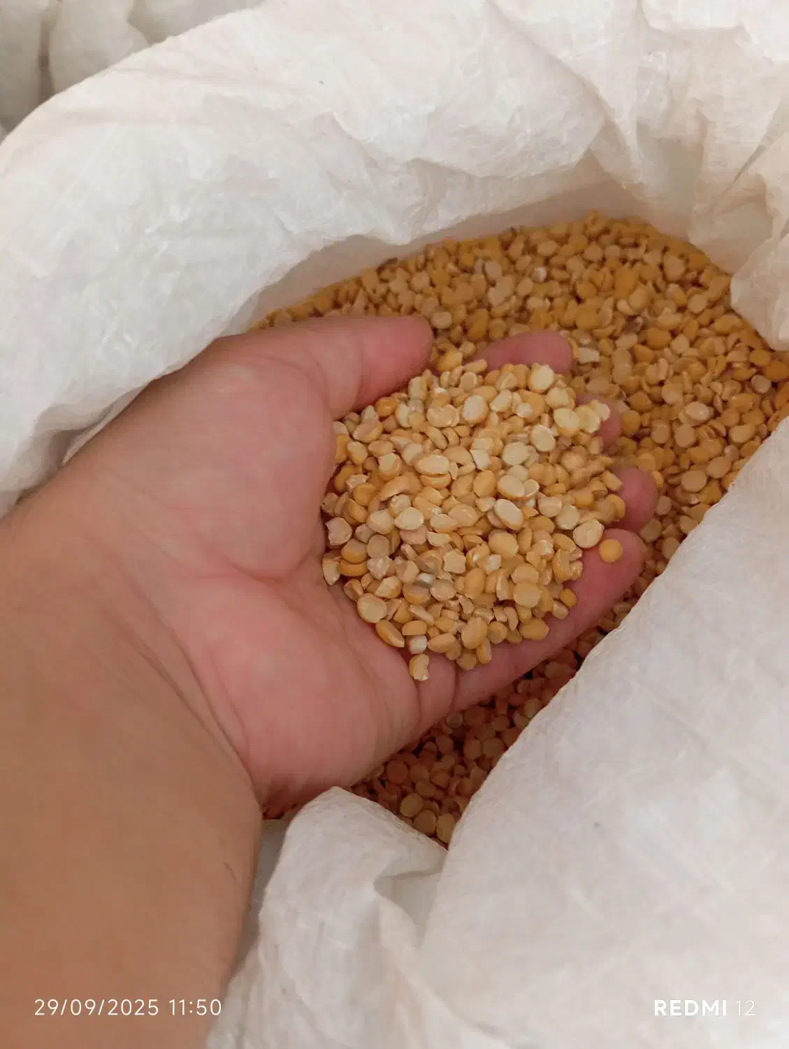 لپه ،محصول امسال|خوردنی و آشامیدنی|سقز, |دیوار