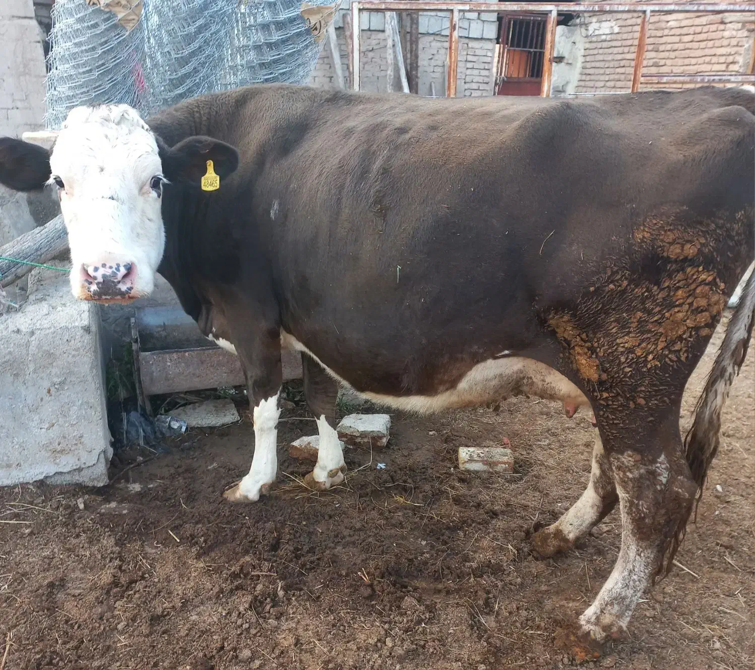 گاوسمینتال شکم سوم ۲۰ روزمانده ب زایمان|حیوانات مزرعه|ارومیه, |دیوار