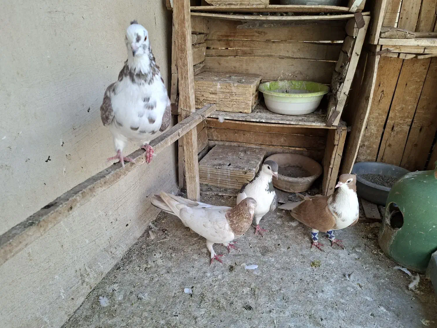 کبوتررنگی|پرنده|قم, کلهری|دیوار